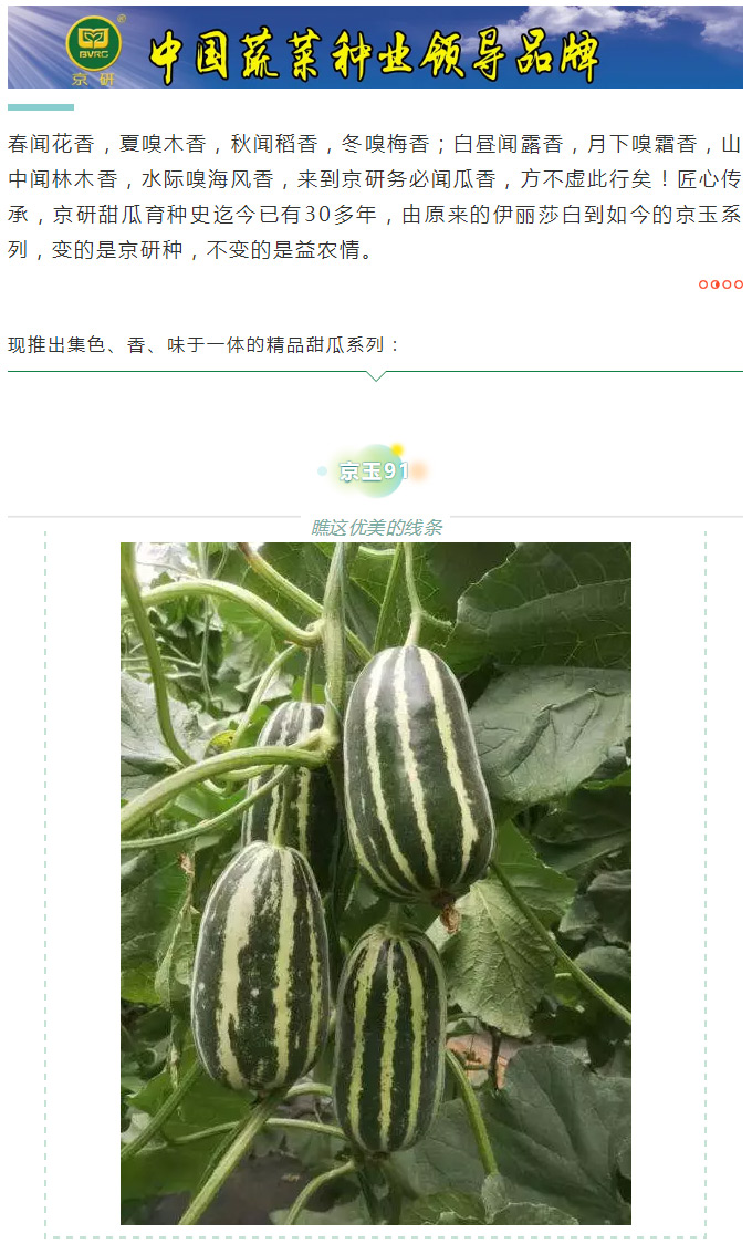 瓜香引人，效益留人——京玉系列_01.jpg