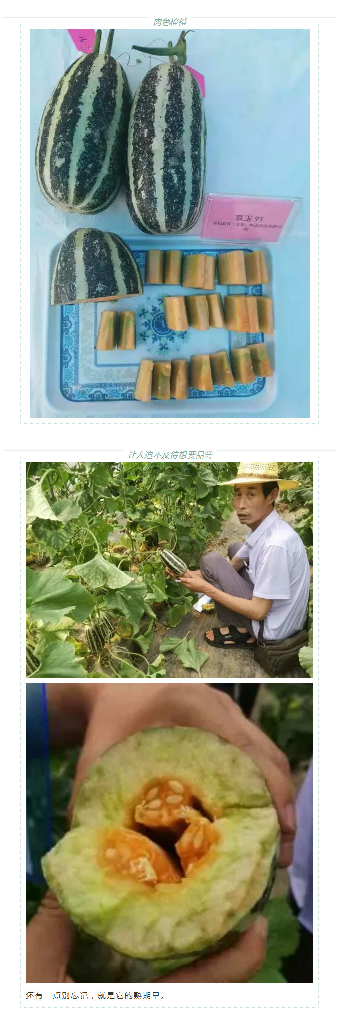 瓜香引人，效益留人——京玉系列_03.jpg