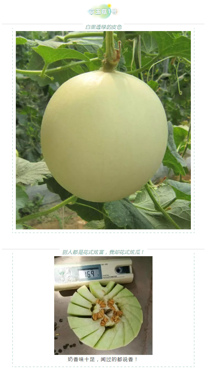 瓜香引人，效益留人——京玉系列_05.jpg