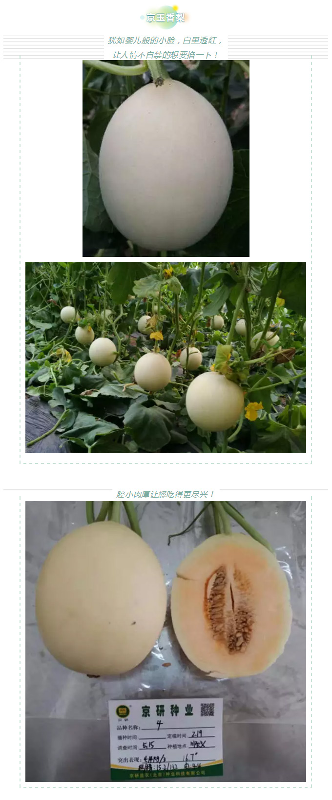 瓜香引人，效益留人——京玉系列_09.jpg