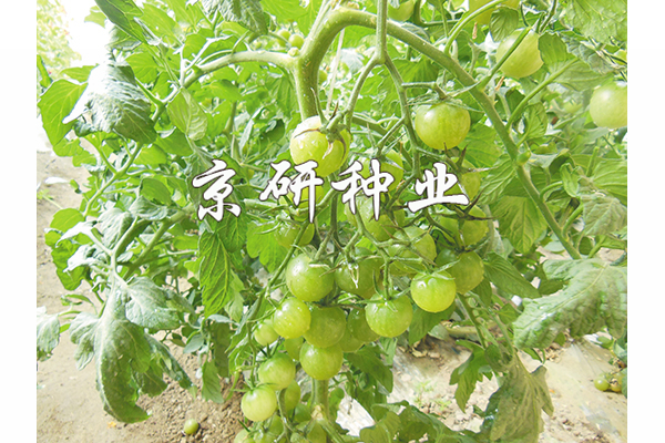 京番綠星1號