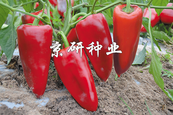 改良京椒3號(hào)