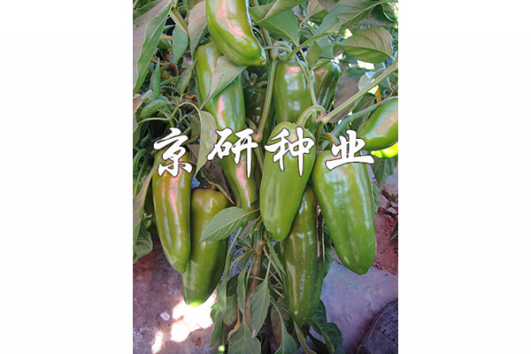 京碩3號(hào)