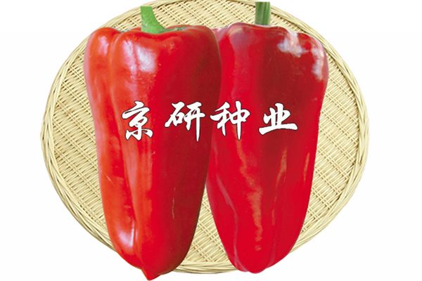 京碩4號(hào)
