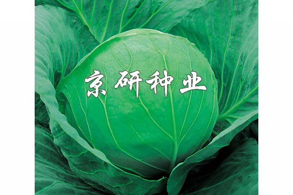秋甘7號(hào)