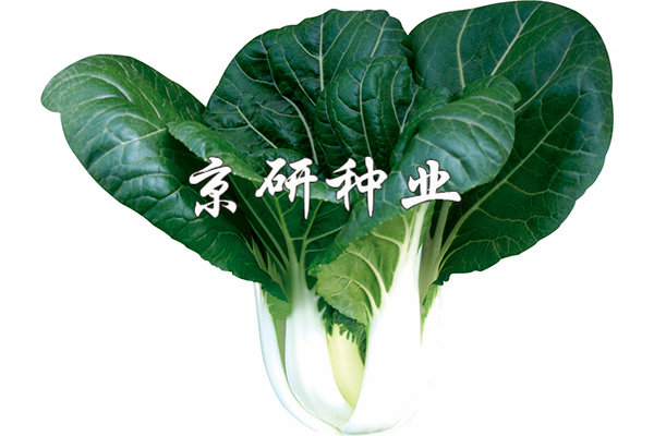 京研黑葉3號