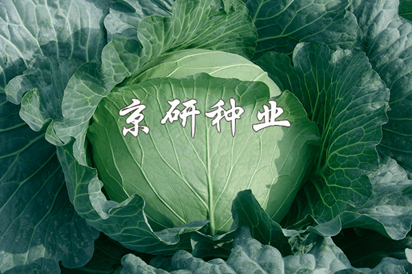 秋甘5號(hào)