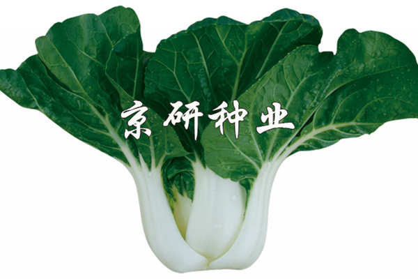 京研黑葉2號