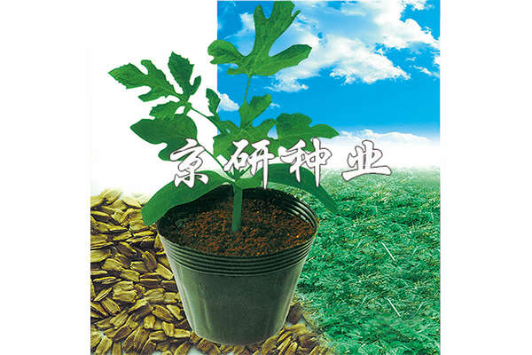京欣砧1號(hào)